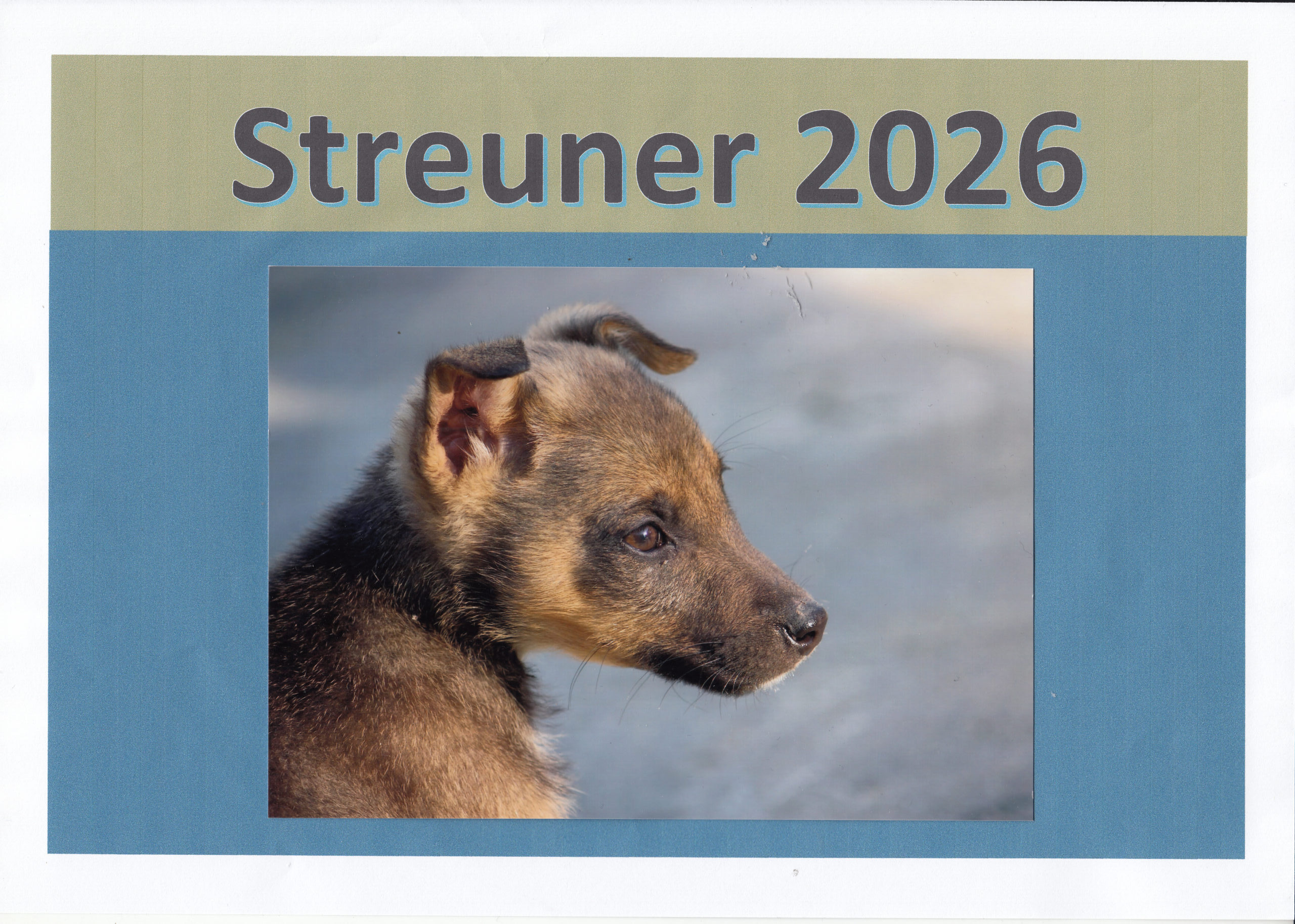 Streuner Kalender 2026 Hunde – kids4dogs